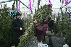 Жители Екатеринбурга собирают новогодние ёлки для зоопарка