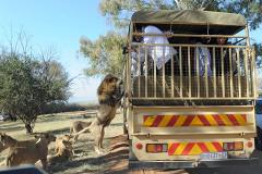 Львица напала на пару туристов в автомобиле в южноафриканском парке