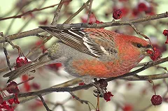 Единоросс посоветовал замерзающей Белоярке терпеть до декабря
