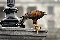 Предложение закрыть для Трампа Британию собрало рекордное число сторонников