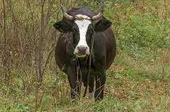 Ройзман: «Мусор из „миллионников“ годами свозили в лес, и он сейчас шуршит»