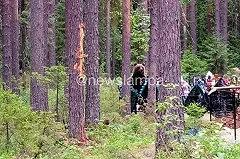 На кладбище Североуральска заметили медведя