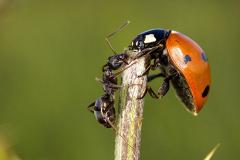 В США создали генетически модифицированных муравьев-социопатов