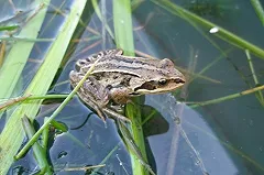 Мэрия Екатеринбурга встала на защиту окрестных лягушек