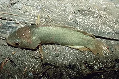 Десятки рыб вышли из воды и поползли по суше в поисках лучшей жизни