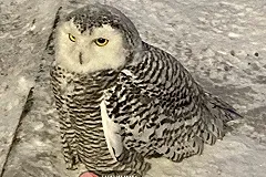 В Первоуральске местные жители спасли сову, которая не могла взлететь