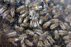 Десять тысяч украинских пчел трудятся на благо екатеринбургского зоопарка