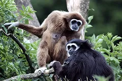 Зоомистером екатеринбургского зоопарка стал гиббон Бобо (ФОТО)