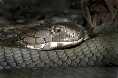 Певица умерла на сцене через 45 минут после укуса кобры