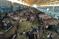 УГМК-Агро получил 1000 коз альпийской породы для производства элитного сыра
