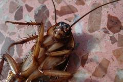 Родители пожаловались на тараканов на кухне екатеринбургской школы