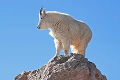 Символом 2015 года в екатеринбургском зоопарке станет голубая коза