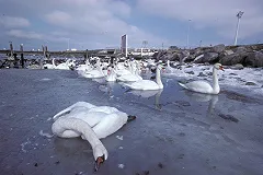 Распятый в Шадринске лебедь оказался чучелом