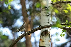 Александр Умников: «В Шарташском лесопарке я провел последние 15 лет»