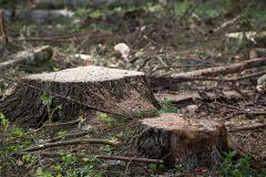 Жители Свердловской области получили от 5 до 13 лет за незаконную вырубку леса