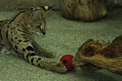 В Екатеринбургском зоопарке появился сервал