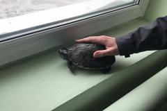 В Екатеринбурге в пакете с отходами на мусоросортировке нашли живую черепаху