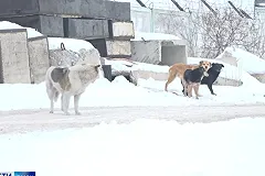 В садах под Екатеринбургом стая бродячих собак набросилась на женщину