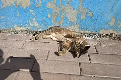 На Урале пенсионерка пускала в свою квартиру 12 кошек с улицы «поесть и отдохнуть»