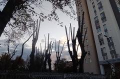 Екатеринбуржцы пожаловались на «жёсткую» обрезку тополей в парке при ЦК «Эльмаш»