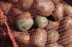 Свердловская область через 5 лет сможет заменить импортный картофель собственным