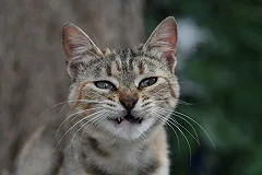 «Мяуе». В Москве дебошир запустил в полицейского кошкой