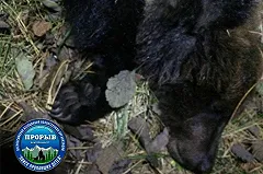 Под Берёзовским бродячие собаки забили медвежонка