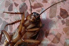 Роспотребнадзор нашел в свердловском детском саду мух и тараканов в еде