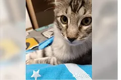 Екатеринбуржец выставил на Авито кота за миллиард