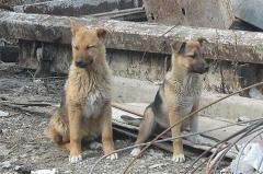 Зоозащитники подозревают охранников стройки в откорме щенков на шашлык