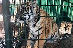 Тигренок, которого изувечил пьяный вор, останется инвалидом (ФОТО)
