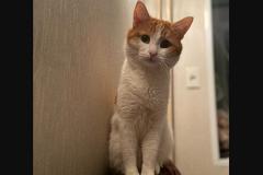 На Сахалине кот третий год подряд приходит к спасшим его ветеринарам