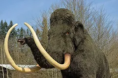 Первая генетическая карта мамонтов приблизила воскрешение древних животных