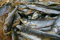 Ярмарка на Площади 1905 года приглашает в выходные на рыбные дни