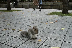 Вдоль проспекта Ленина, у «Коляда-театра» этим летом благоустроят газон