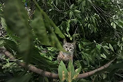 Хозяйка квартиры в Тюмени, из окна которой свисала мертвая кошка, пойдет под суд