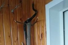 В Екатеринбурге из квартиры сбежала двухметровая змея по кличке Игорь