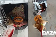 На рейсе «Аэрофлота» при перевозке в багажном отсеке снова покалечилось животное