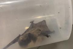 На Эльмаше в окно многоэтажки залетела летучая мышь — видео