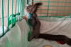 «Остались две культи». В Екатеринбурге в ветклинике спасли белку, которую подростки колотили палкой