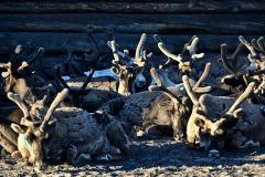 Двое молодых оленеводов убиты в тундре в ЯНАО