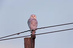 ФСИН объяснила освобождение пожизненно осужденного расчленителя