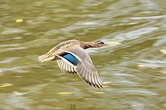 Берег реки, впадающей в Городской пруд, усыпан трупами диких уток. ДОПОЛНЕНИЕ