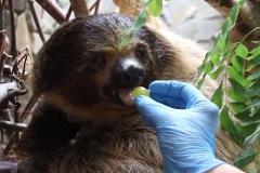 Самка ленивца из калининградского зоопарка похудела на лиственной диете