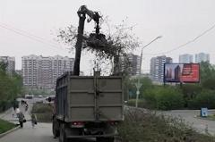 На Ботанике незаконно вырубили аллею деревьев