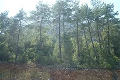 Семь российских туристов судят в Турции по обвинению в поджоге леса