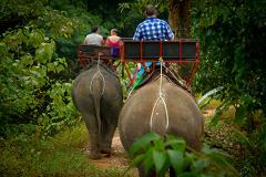 В Таиланде слон затоптал погонщика и сбежал в джунгли с россиянками на спине