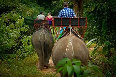 В Таиланде слон затоптал погонщика и сбежал в джунгли с россиянками на спине