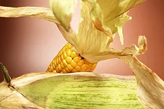 Крупнейший ГМО-производитель может построить завод в России