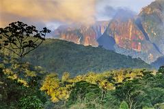 Полная видовая инвентаризация деревьев Амазонии займёт ещё 300 лет